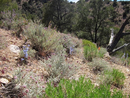 This open hillside in the Mid HIlls boasts a few delphiniums and Desert sage flowers between the junipers and pinon pines