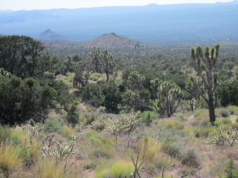 This views down the hill toward Cima Dome across upper Ivanpah Valley are quite nice