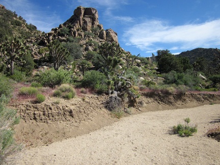 I reach a sandy wash near Cabin Springs, so I walk down it briefly