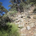 I have good footing on this hill, but have to be careful not to get to close to those yuccas in case I slip!