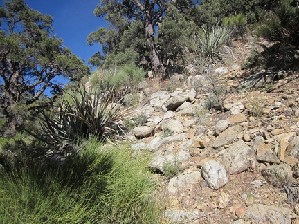 I have good footing on this hill, but have to be careful not to get to close to those yuccas in case I slip!