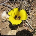 I stop to take a closer look at the Munz' mariposa lily
