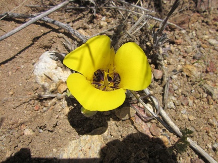 I stop to take a closer look at the Munz' mariposa lily