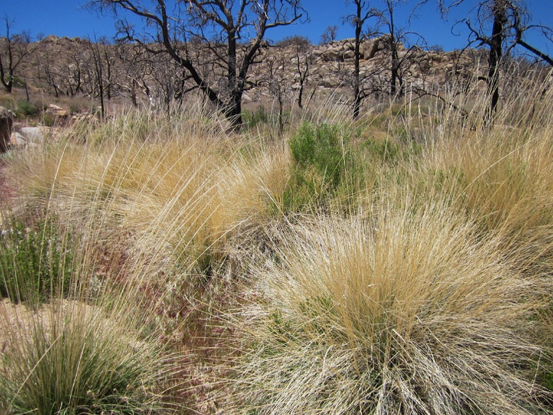 I pass a patch of bunch grasses in the New York Mountains foothills