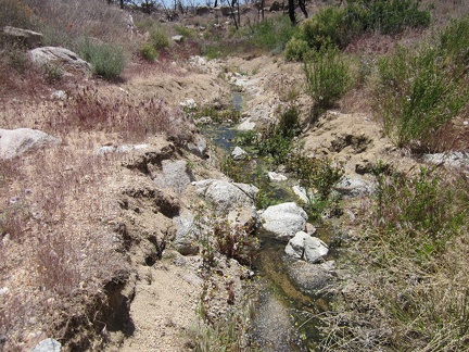 I continue walking up the wash and am amazed when I reach a small stream