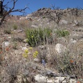 I pass through a minimalist desert garden as I hike up the rocky New York Mountains foothills
