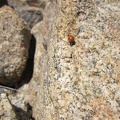 I've been noticing a few ladybugs on my way up the rocky terrain