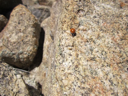 I've been noticing a few ladybugs on my way up the rocky terrain