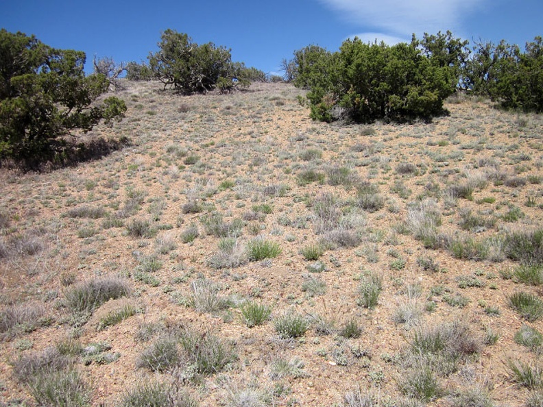 The top of the hill is really windswept, but a scattering of junipers seems to live just fine up here