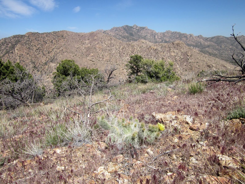 From here, I could continue downhill a few hundred feet and then up over to that next ridge in the New York Mountains