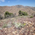 From here, I could continue downhill a few hundred feet and then up over to that next ridge in the New York Mountains