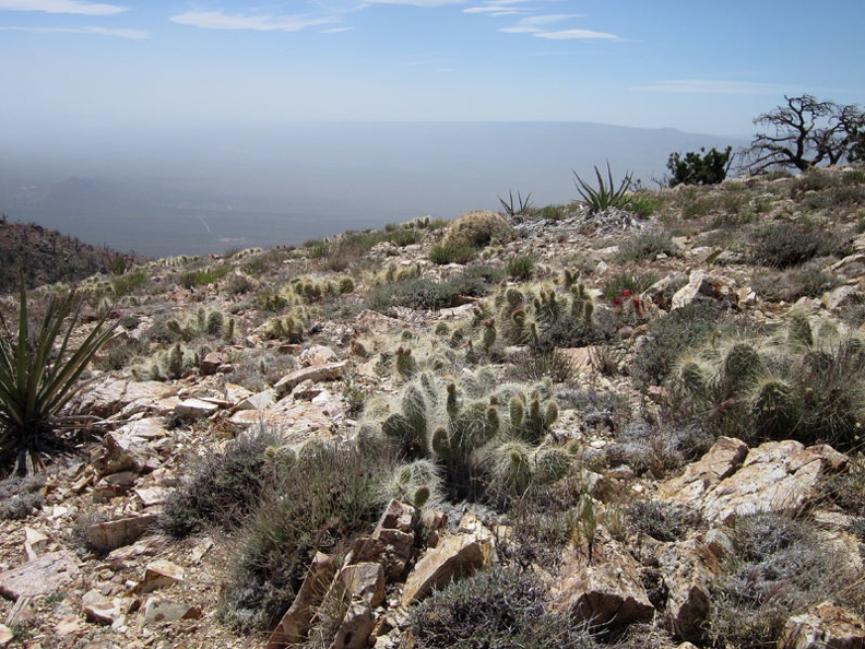 Up on Cliff Canyon Spring Peak #2 are a lot of ankle-high cacti