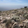 Up on Cliff Canyon Spring Peak #2 are a lot of ankle-high cacti