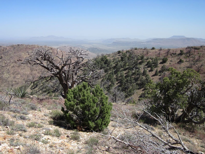 Looking back toward my Pinto Valley campsite, I see a whole hillside that escaped the 2005 brush fires