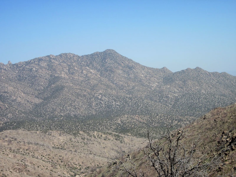 I keep looking across upper Fourth of July Canyon at the New York Mountains peaks