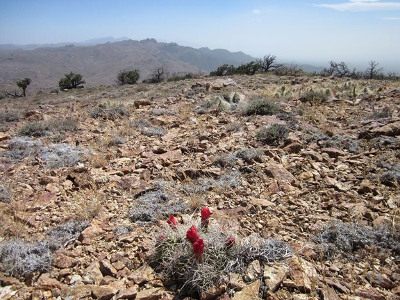 Several Claret-cup cacti up here on the Cliff Canyon Spring Peaks are blooming