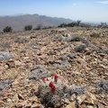 Several Claret-cup cacti up here on the Cliff Canyon Spring Peaks are blooming