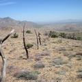 I decide to follow the old range fence for a while as I start my way back down to Pinto Valley