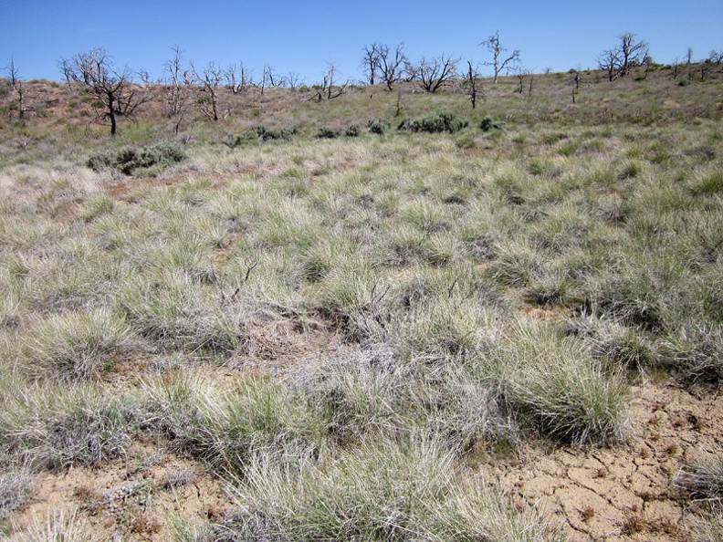 At the bottom of the valley, an uninterrupted patch of grey-green bunch grasses grows