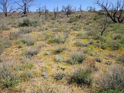 On the edge of the now-dry wet area are lots of tiny yellow flowers