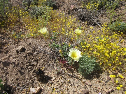 A few larger flowers also grow in this valley, which I think are Desert dandelions (Malacothrix californica)