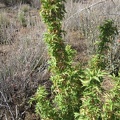One bush that I encounter occasionally in the Mojave Desert Mountains is the Barberry