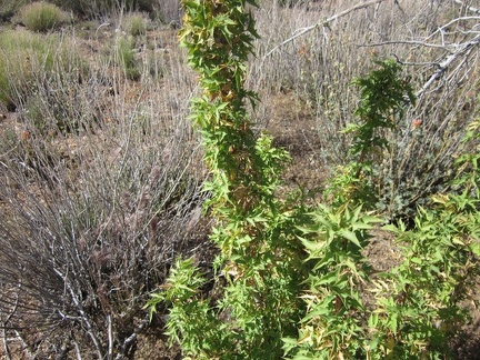 One bush that I encounter occasionally in the Mojave Desert Mountains is the Barberry