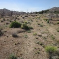 I'm back down in Pinto Valley earlier than expected, so I go for a walk up a barely visible old road on the way back to camp