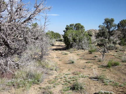 A few stretches of the old road here on the other side of Howe Spring are still well-defined