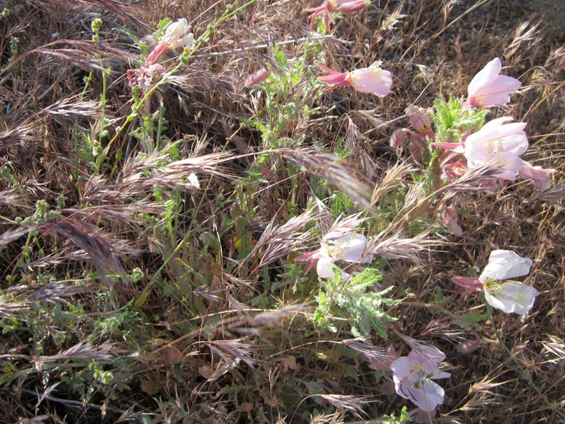 Arriving back at my tent, I take note of the patch of pink Desert primroses near the fire ring