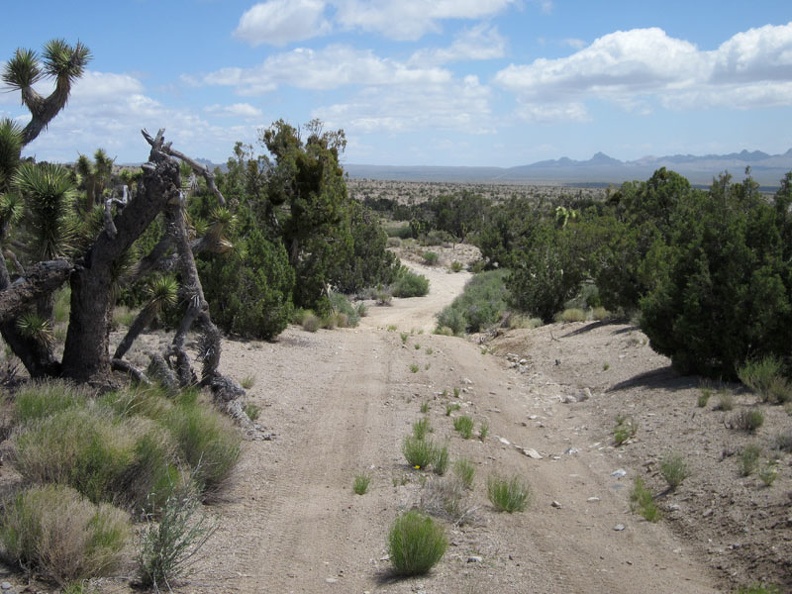 The Sagamore Canyon Cut-Off Road passes through a stand of juniper trees as it begins its gentle descent