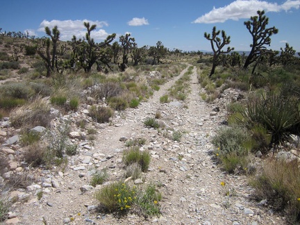 Sagamore Canyon Cut-Off Road is rather rough in places