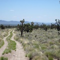 Much of the landscape along Sagamore Canyon Cut-Off Road seems to be quite pristine