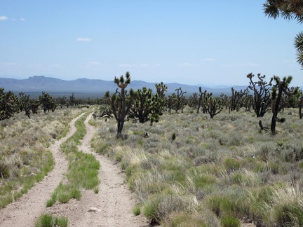 Much of the landscape along Sagamore Canyon Cut-Off Road seems to be quite pristine