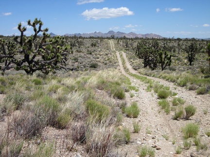 Sagamore Canyon Cut-Off Road rolls over many low humps, since it cuts across drainage areas from the New York Mountains