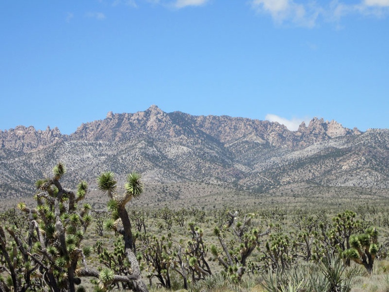 Great views from here across the joshua-tree forest to the New York Mountains peaks