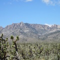 Great views from here across the joshua-tree forest to the New York Mountains peaks