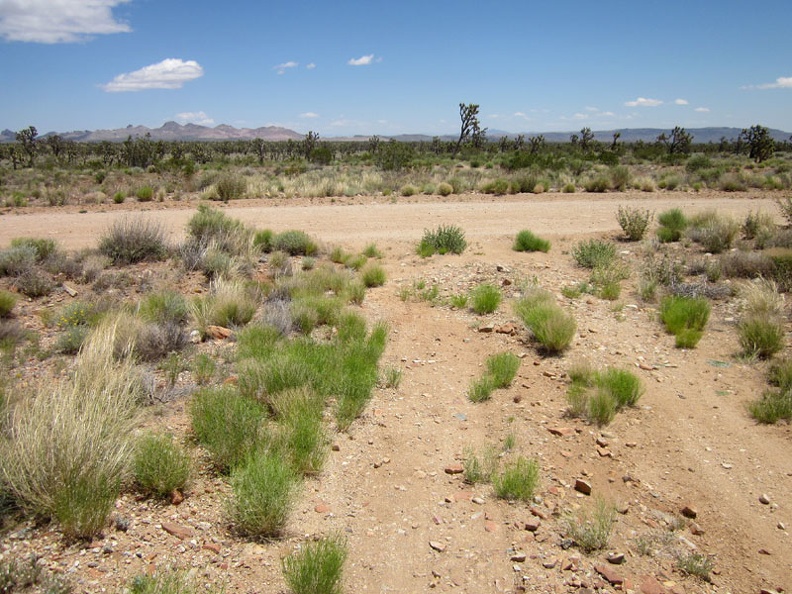 My five-mile ride across the Sagamore Canyon Cut-Off road comes to an end when I reach the bigger Ivanpah Road