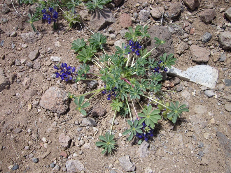 6245-lupine.jpg