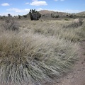 Some of the bunch grasses in this high valley are quite bushy