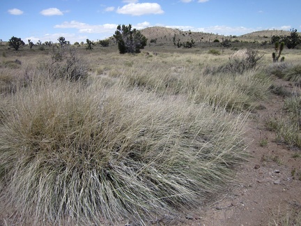 Some of the bunch grasses in this high valley are quite bushy