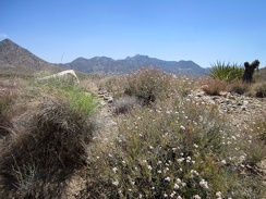 Buckwheats are still flowering along this stretch of Ivanpah Road