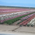 Tomorrow morning, an Amtrak bus will deliver me to the train in Bakersfield, which passes through fields of roses in Wasco