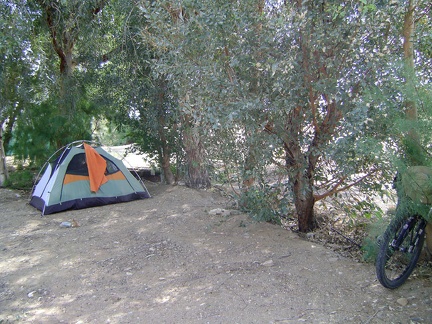 Last night's light rain never became heavy; now I enjoy the shade of the eucalyptus trees during the warm morning at Nipton