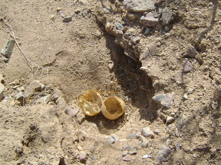 The outer shell of a coyote gourd near Nipton