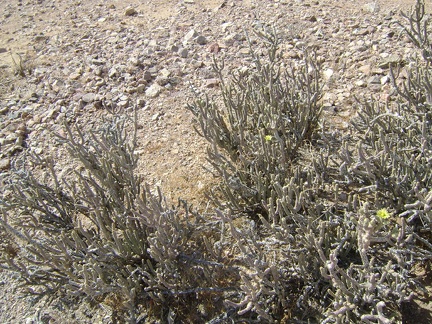 I think this is a pencil cholla cactus, near Nipton, Mojave National Preserve