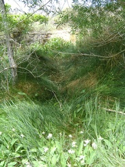 I walk through the grass that covers the meagre stream below Pachalka Spring on my way to the water source