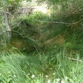 I walk through the grass that covers the meagre stream below Pachalka Spring on my way to the water source