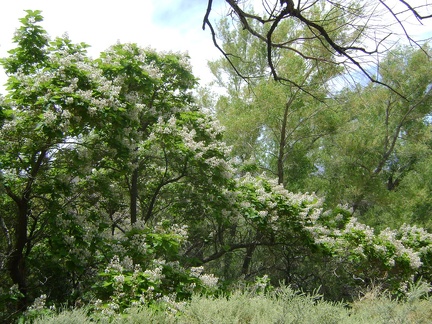 I again pass that Asian-like flowering tree at Pachalka Spring with the penstemon-like flowers