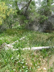 I walk out on the log that leads through the yerba mansa flowers to the fresh water at Pachalka Spring